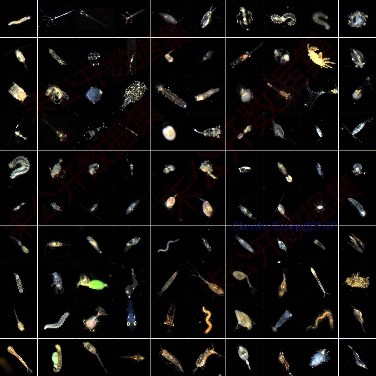 Diverse Plankton from Daya Bay